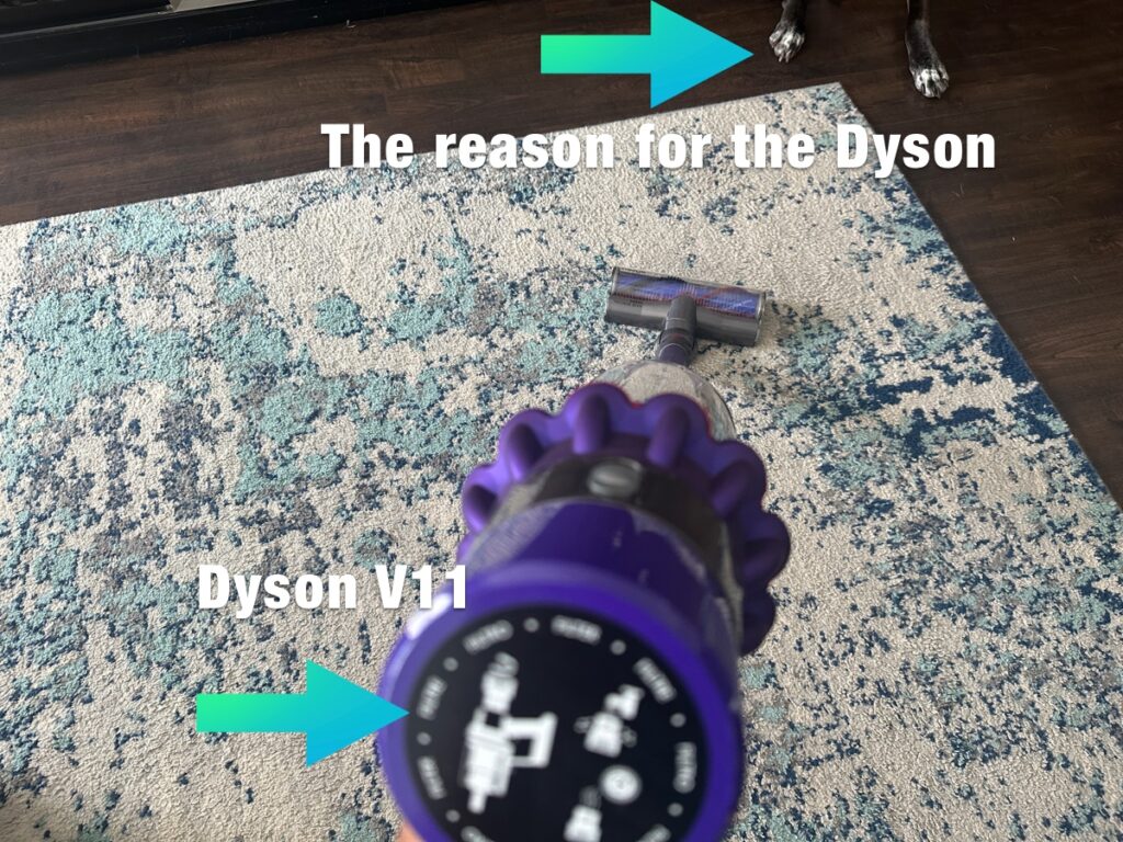 Dyson vacuuming carpet near dog