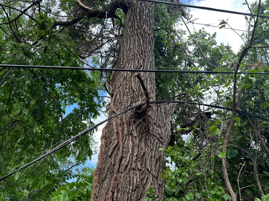 Lines were left hanging on trees after AT&T replaced them.