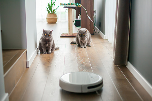 cat roomba