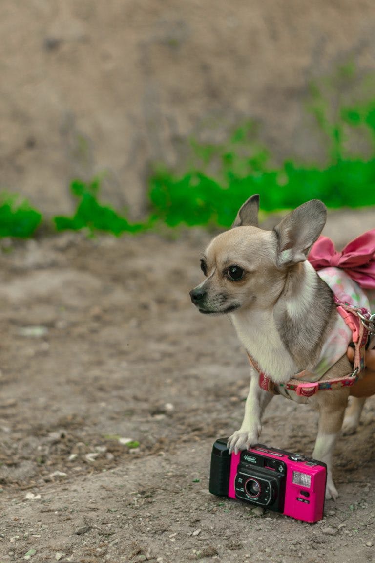 dog with camera